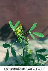 Fenu Greek Flowers Photos Images Pictures Shutterstock