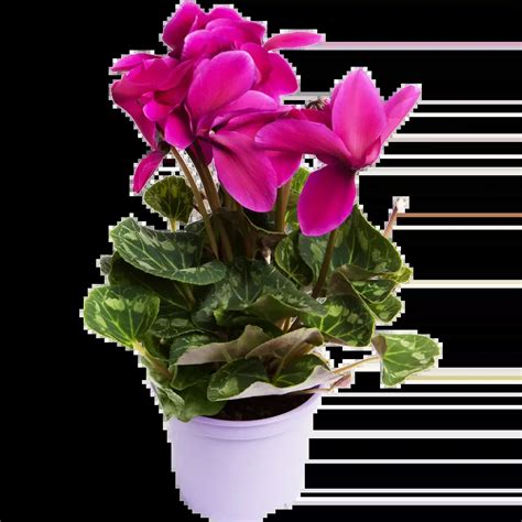 Клубень цикламена фото - 75 картинок