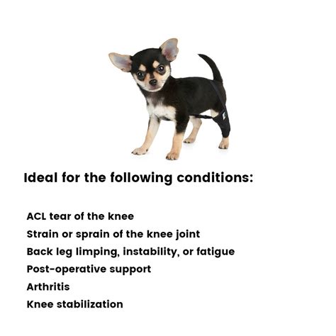 Chihuahua Luxating Patella Dog Brace Crawlpaw