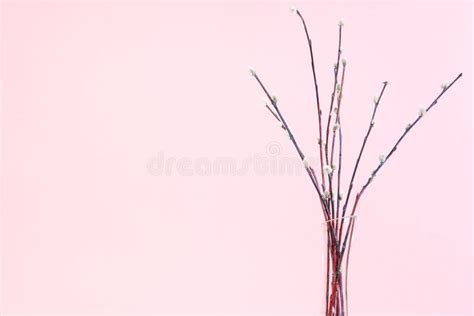 Bundle Of Flowering Pussy Willow In Vase On Pink Stock Photo Image Of