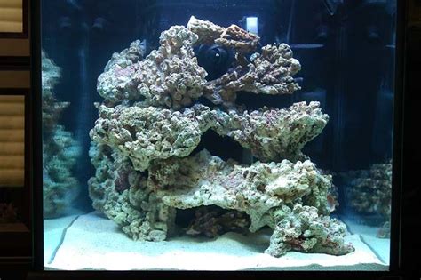 G Rockwork Community Photos Nano Reef Community