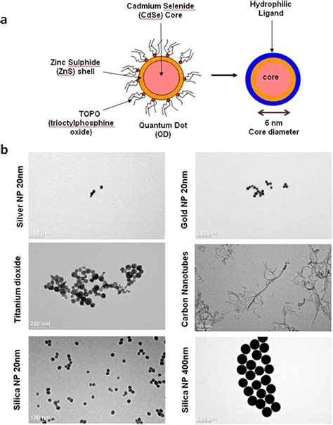 Quantum dot preparation and nanoparticle characterization. (a ...