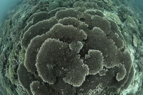 A Beautiful And Healthy Coral Reef Photograph By Ethan Daniels Fine