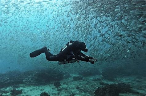 Diving in Koh Tao: 2024 Traveller’s Guide