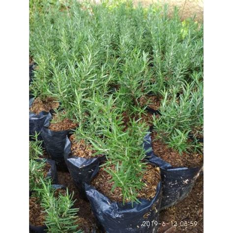 Jual Tanaman Hias Rosemary Pengusir Nyamuk Shopee Indonesia