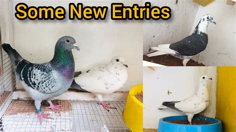 Some New Addition Of Racing Pigeons Racer Pigeon Pakistan