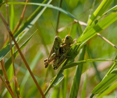 11 Different Types Of Crickets Plus Faqs Animals Hq