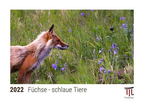 F Chse Schlaue Tiere Timokrates Kalender Tischkalender