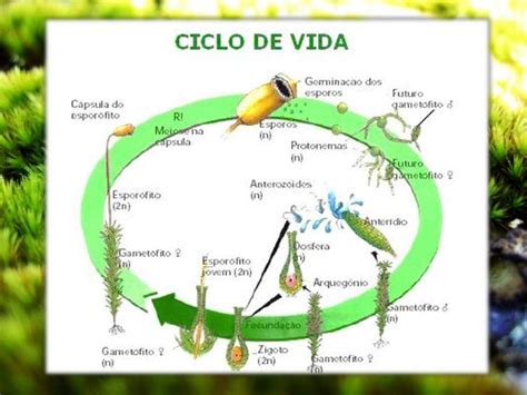 Ciclo De Vida Dos Musgos