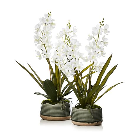 Vanda Orchids White | Adairs