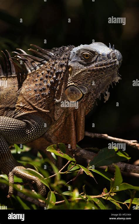 A Large Adult Green Iguana Iguana Iguana In A Tree In The Rainforest