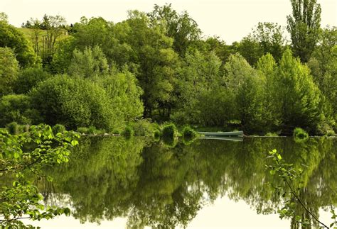 Banco De Imagens Rvore Natureza Plantar Prado Folha Flor Lago