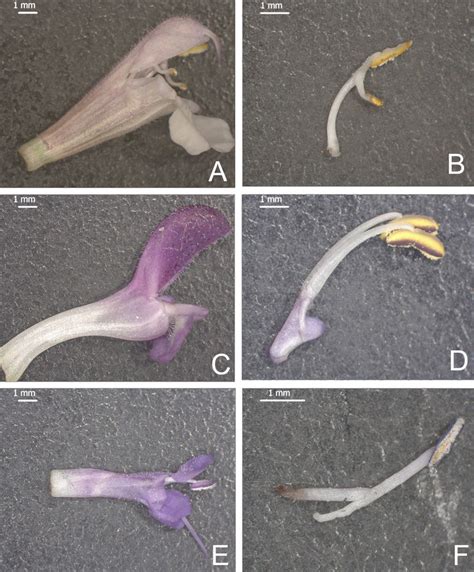 Salvia flowers and their stamen types from different subgenera: A-B ...