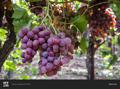 Bunches of ripe Red Globe grapes stock photo - OFFSET