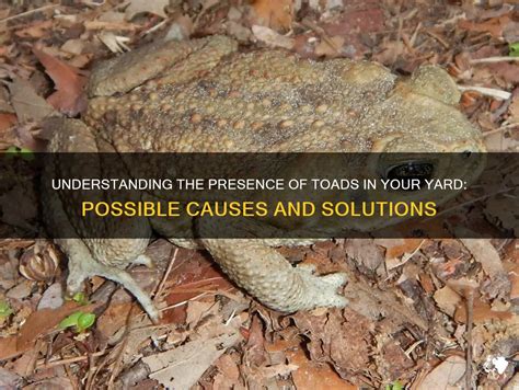 Understanding The Presence Of Toads In Your Yard Possible Causes And