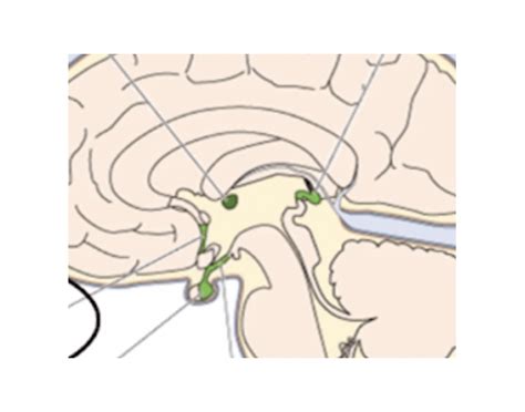 Osmoreceptors Quiz