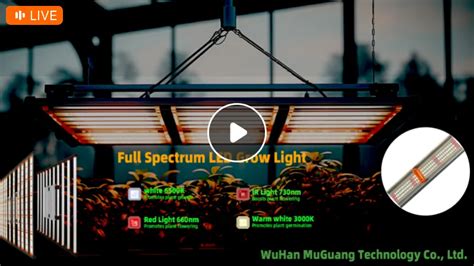 Full Spectrum LED Grow Lights Product Show Stream 2024 - Alibaba.com