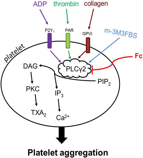 Platelet Aggregation Pathway