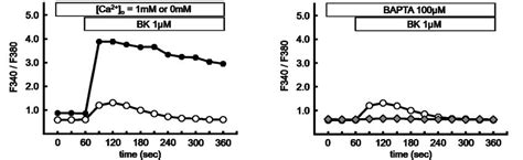 Bradykinin Bk Increased Cytosolic Ca Concentration A Time