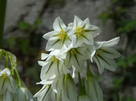 Three-Cornered Leek, Snowbell, Allium triquetrum