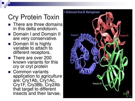 Ppt Bt Corn Bacillus Thuringiesisa Powerpoint Presentation Free