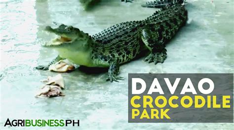 Crocodile Farming Davao Crocodile Park Agribusiness Philippines