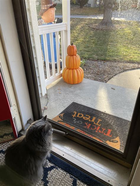 Waiting on Trick or Treaters : r/nebelung