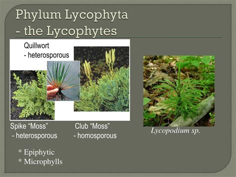 Ppt Kingdom Plantae Chapter Plant Diversity How Plants