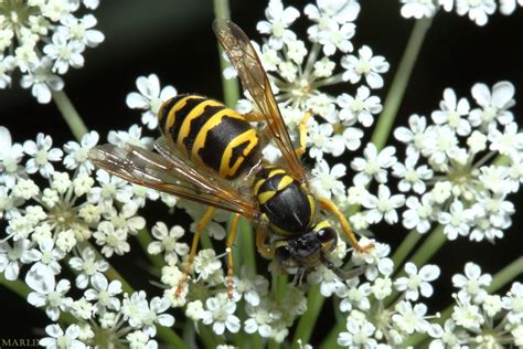 Eastern Yellowjacket - North American Insects & Spiders