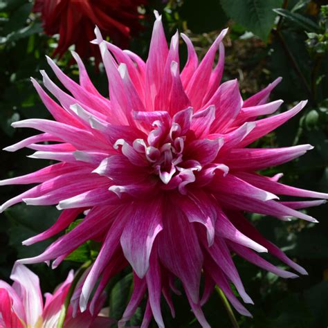 Гигантские георгины! Сорта с цветком от 25 см! Потрясающее зрелище ...