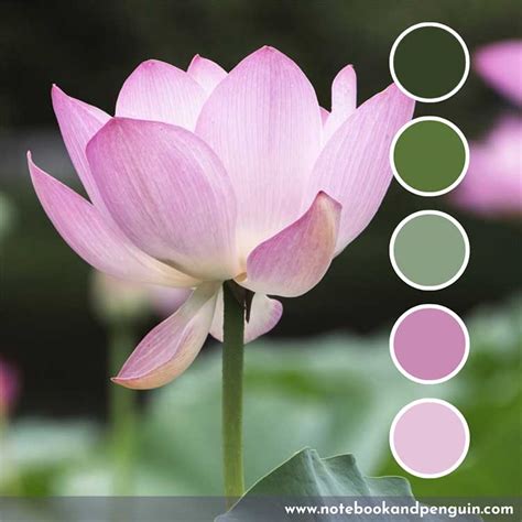 8 Pretty Pink And Green Color Palette Ideas With Hex Codes