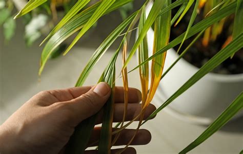 Why Is My Palm Tree Turning Brown Indoor Plants