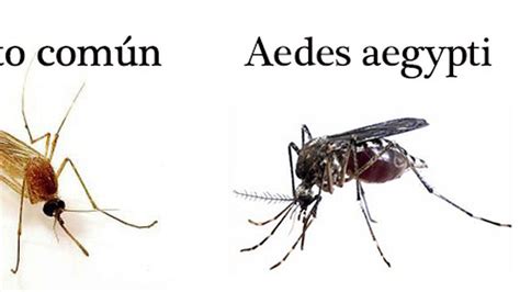 Descartan Que Mosquito N Pueda Transmitir El Zika