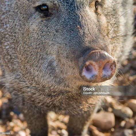 Javelina Stock Photo Download Image Now Peccary Animal Nose