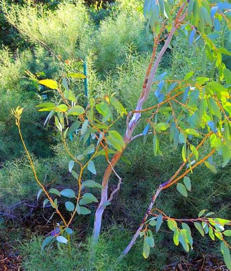 Noted For Its Large Silver Green Leaves Eucalyptus Pauciflora Subsp