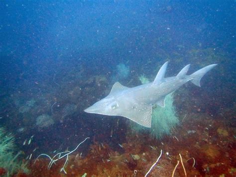 Shovelnose Ray – "OCEAN TREASURES" Memorial Library