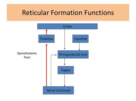 Ppt Internal Capsule Powerpoint Presentation Id3065666