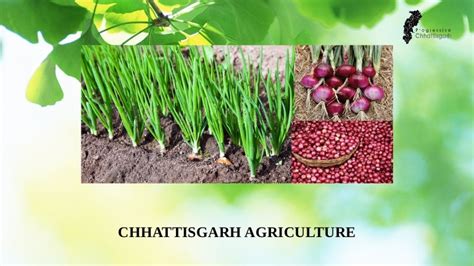 Chhattisgarh agriculture