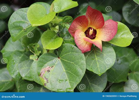 Thespesia Populnea Orange Flower Blooming With Green Leaves Closeup