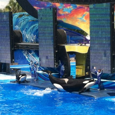 Mommy & baby orcas at Seaworld Orlando, FL | Seaworld orlando, Sea ...