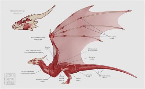 Wyvern anatomy | Dragon artwork, Dragon sketch, Dragon anatomy
