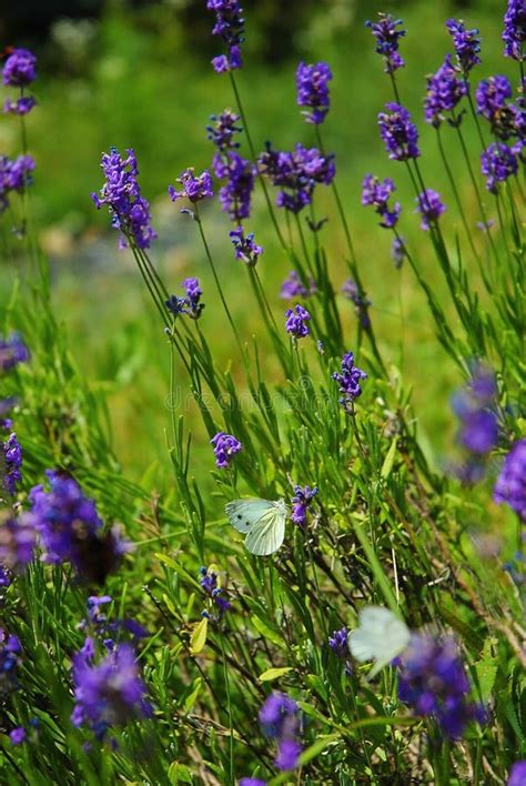 Lavender with butterflies stock photo. Image of balance - 20605244