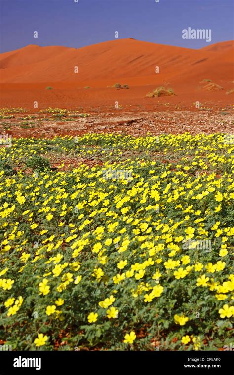 Flowers In Sossusvlei Namib Desert Namibia Landscape Stock Photo