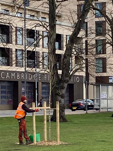 New Elm Trees for... - Cambridge Living History Diary