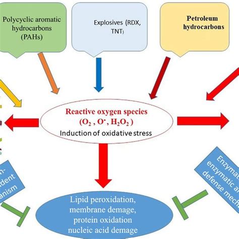 Sum Of 7 Pcb In Rural Urban Compost And Digestates And Download Scientific Diagram