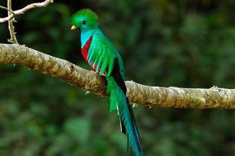 5 Fakta Resplendent Quetzal Burung Eksotis Endemik Amerika