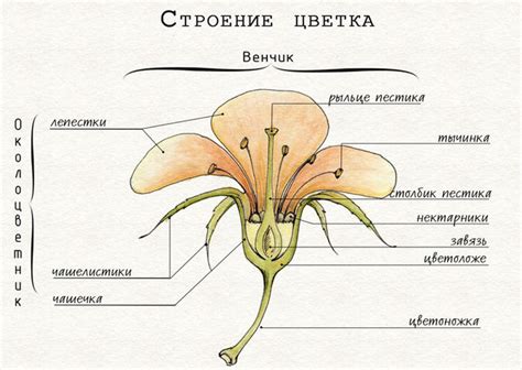 Каковы особенности строения цветка