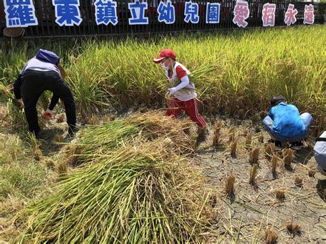 粒粒皆辛苦 羅東鎮立幼兒園下田割稻趣【影音新聞】 葛瑪蘭新聞網