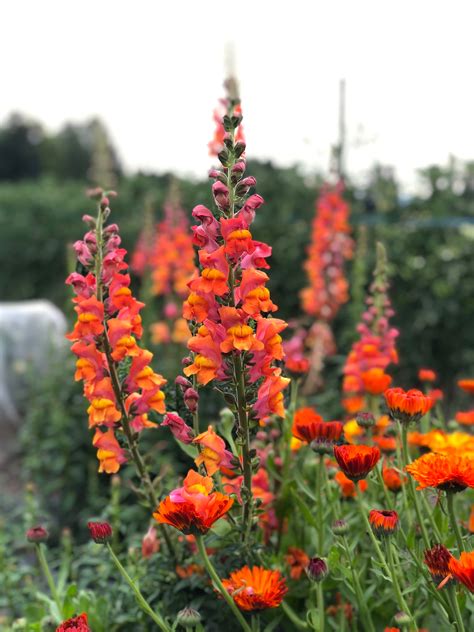 Organic Dark Orange Snapdragon Seeds – Northern Seeds
