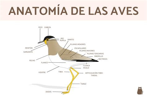 Partes de un ave Anatomía